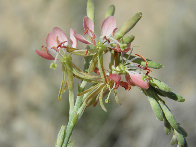 Oenothera suffulta ssp. nealleyi (Nealley's kisses) #80008
