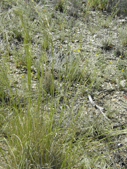 Hesperostipa neomexicana (New mexico feathergrass) #80025