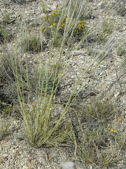 Hesperostipa neomexicana (New mexico feathergrass) #80031