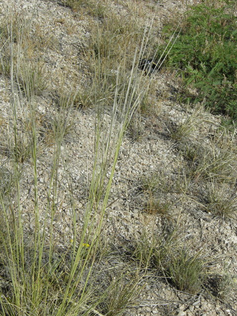 Hesperostipa neomexicana (New mexico feathergrass) #80032