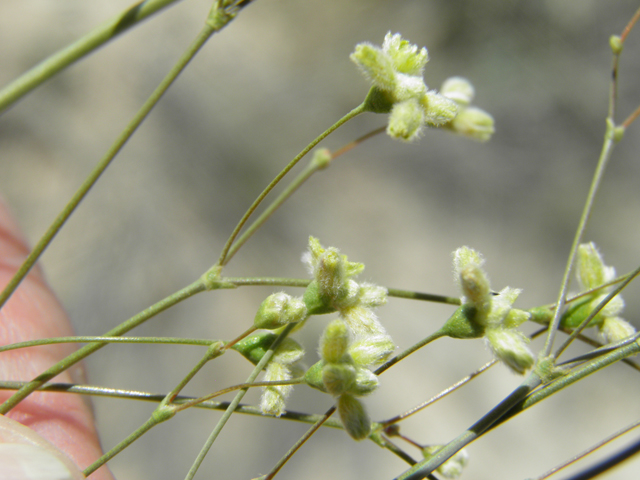 Eriogonum havardii (Havard's buckwheat) #80058