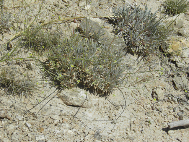 Eriogonum havardii (Havard's buckwheat) #80059