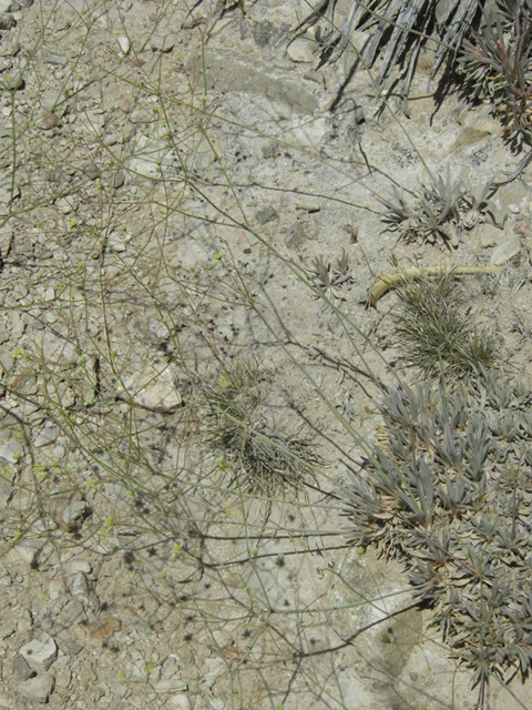 Eriogonum havardii (Havard's buckwheat) #80061
