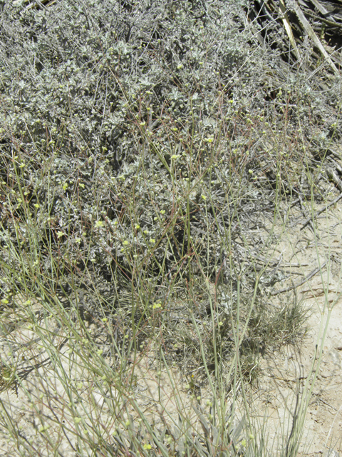 Eriogonum havardii (Havard's buckwheat) #80062