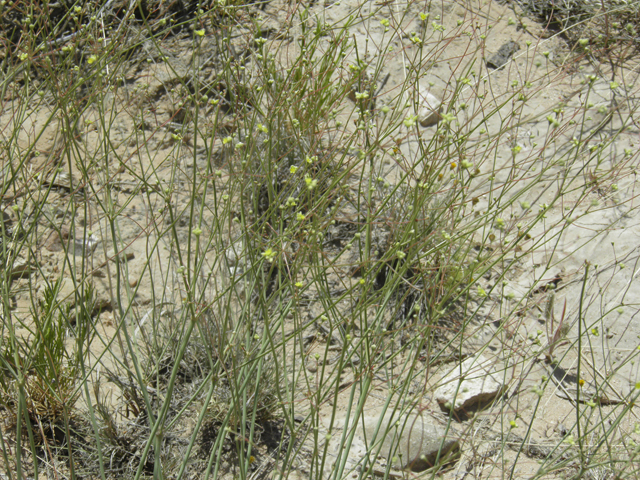 Eriogonum havardii (Havard's buckwheat) #80065