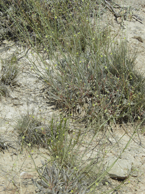 Eriogonum havardii (Havard's buckwheat) #80066