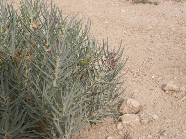Asclepias brachystephana (Bract milkweed) #80081