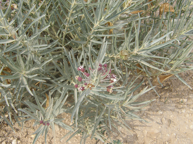 Asclepias brachystephana (Bract milkweed) #80082