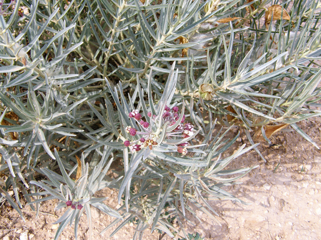 Asclepias brachystephana (Bract milkweed) #80083