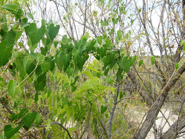 Cynanchum racemosum var. unifarium (Talayote) #80085