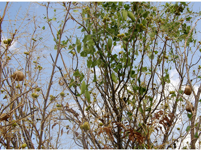 Cynanchum racemosum var. unifarium (Talayote) #80087
