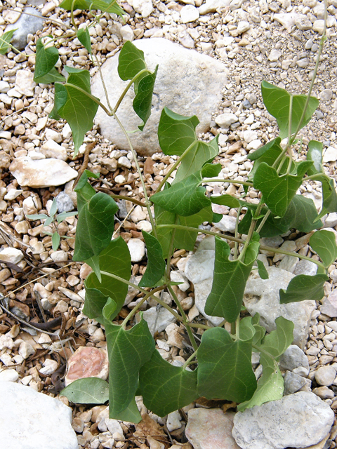 Cynanchum racemosum var. unifarium (Talayote) #80089