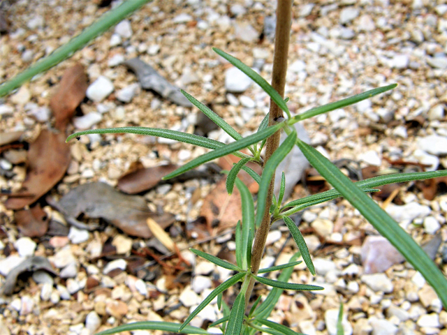 Palafoxia riograndensis (Rio grande palafox) #80112