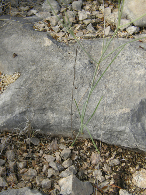 Thelesperma simplicifolium (Slender greenthread) #80123