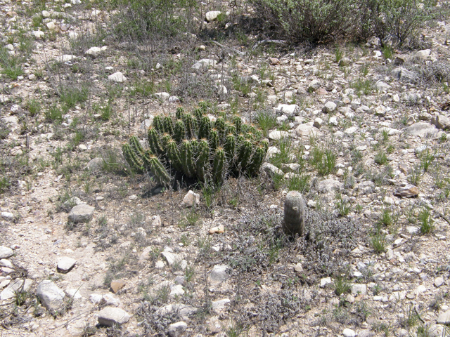 Echinocereus enneacanthus (Pitaya) #80135