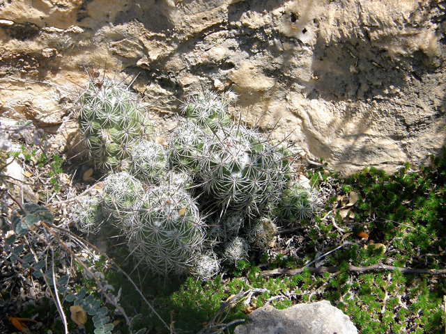 Neolloydia conoidea (Chihuahuan beehive cactus) #80138