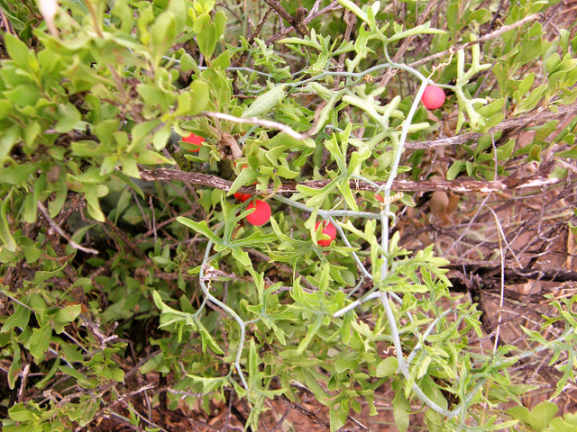 Ibervillea tenuisecta (Slimlobe globeberry) #80146