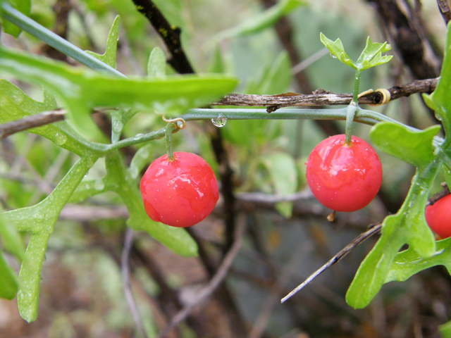 Ibervillea tenuisecta (Slimlobe globeberry) #80147