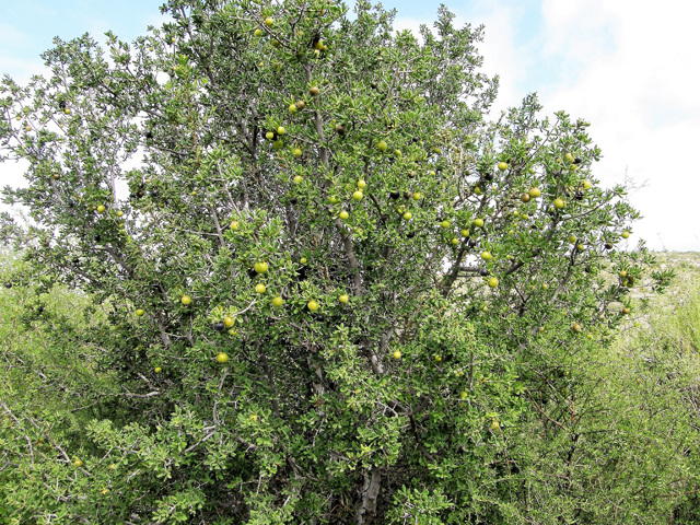 Diospyros texana (Texas persimmon) #80155