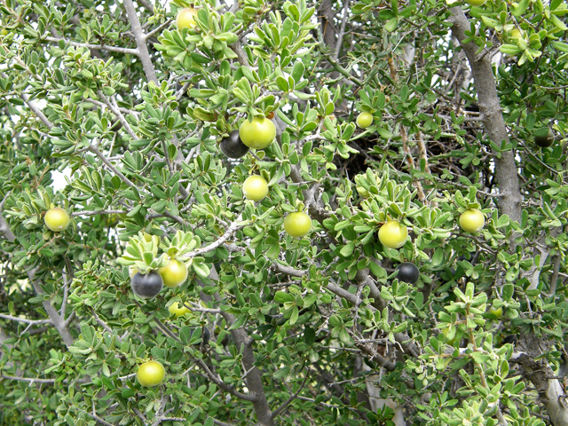 Diospyros texana (Texas persimmon) #80156