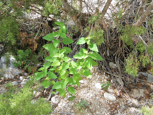 Croton fruticulosus (Bush croton) #80161