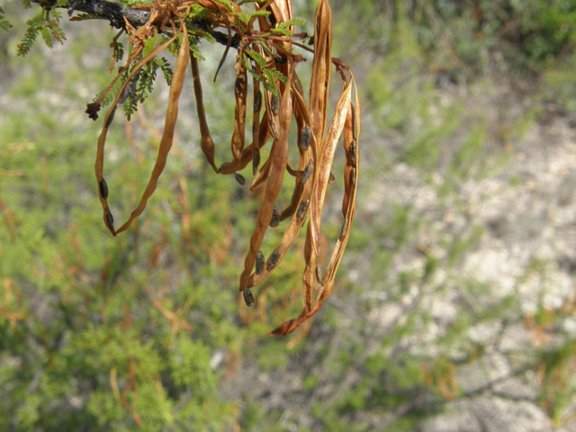 Vachellia vernicosa (Viscid acacia) #80197