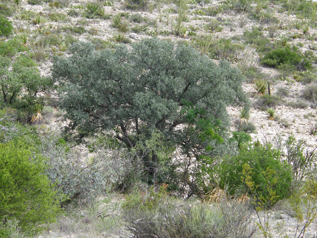 Quercus mohriana (Mohr oak) #80204