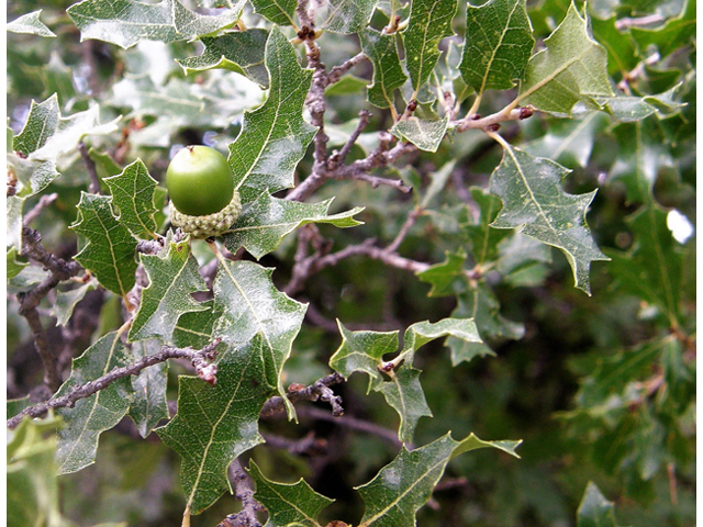 Quercus pungens (Pungent oak) #80209