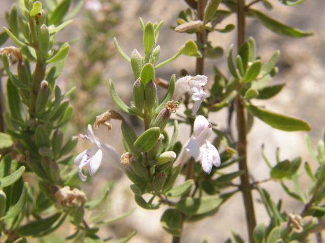 Poliomintha glabrescens (Leafy rosemary-mint) #80224