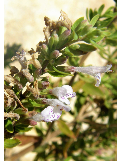 Poliomintha glabrescens (Leafy rosemary-mint) #80225