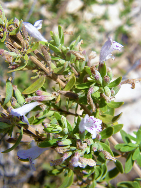 Poliomintha glabrescens (Leafy rosemary-mint) #80226