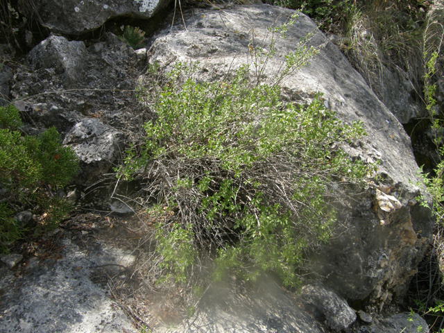 Poliomintha glabrescens (Leafy rosemary-mint) #80229