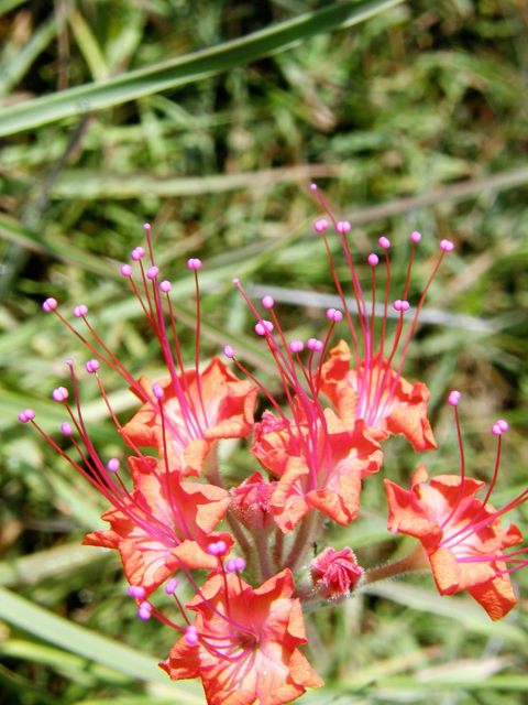 Nyctaginia capitata (Devil's bouquet) #80233