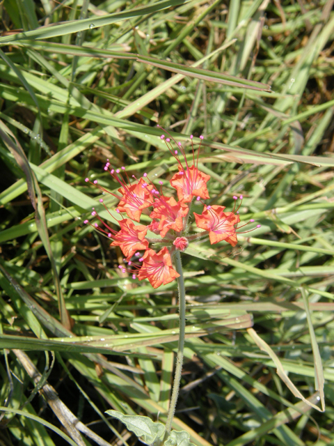 Nyctaginia capitata (Devil's bouquet) #80234