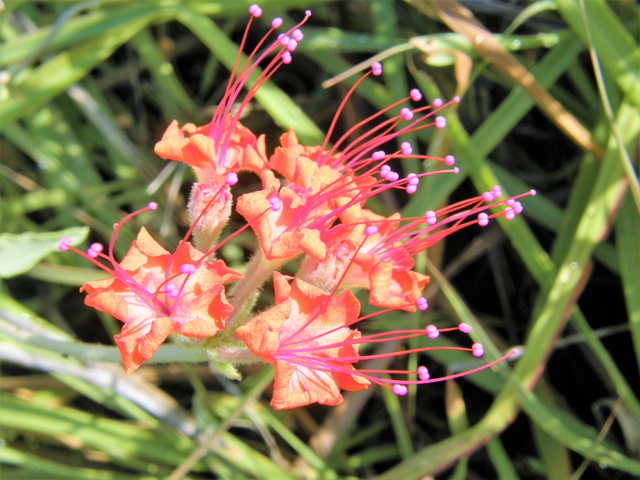 Nyctaginia capitata (Devil's bouquet) #80235