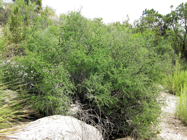 Forestiera angustifolia (Narrow-leaf forestiera) #80236