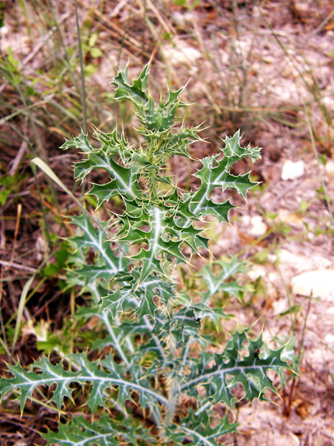 Argemone polyanthemos (Annual pricklepoppy) #80247