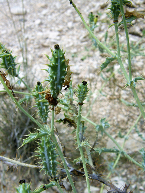 Argemone polyanthemos (Crested pricklypoppy) #80249