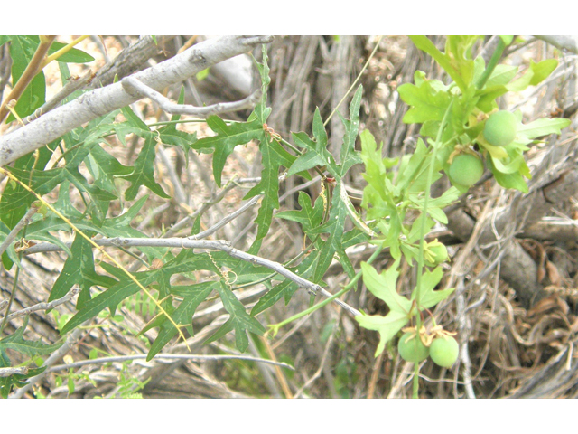 Passiflora tenuiloba (Birdwing passionflower) #80250
