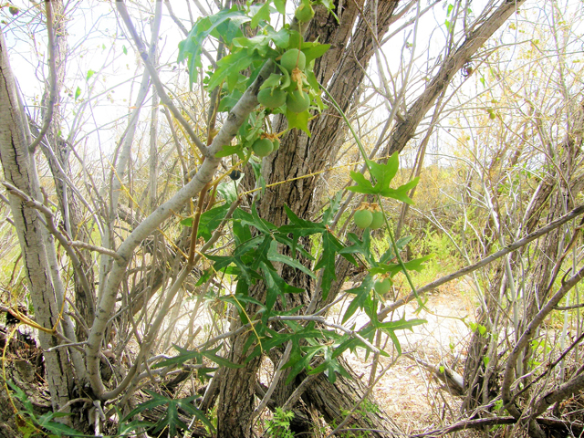 Passiflora tenuiloba (Bird wing passionflower) #80252