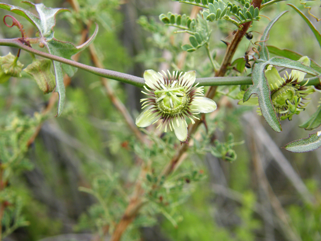 Passiflora tenuiloba (Birdwing passionflower) #80259