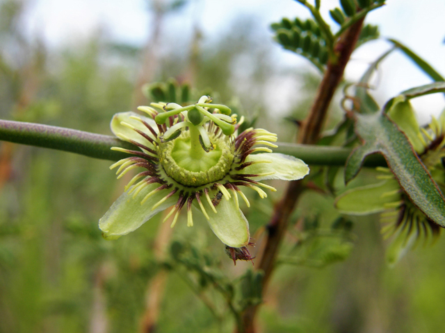 Passiflora tenuiloba (Birdwing passionflower) #80260