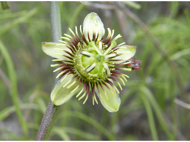 Passiflora tenuiloba (Birdwing passionflower) #80261