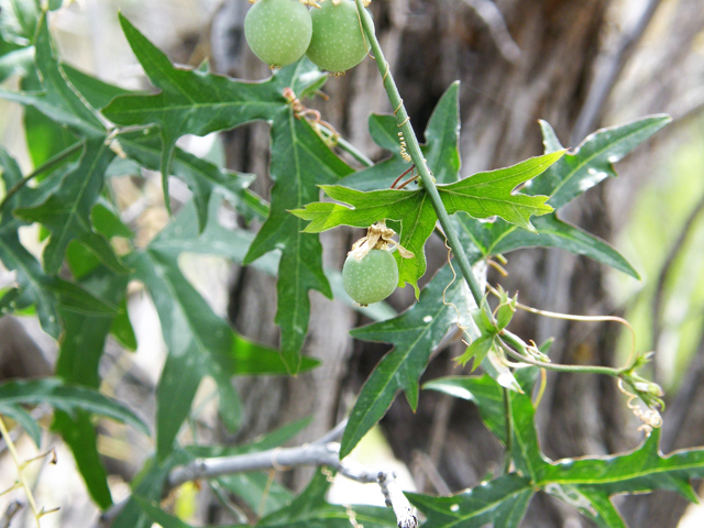 Passiflora tenuiloba (Birdwing passionflower) #80263