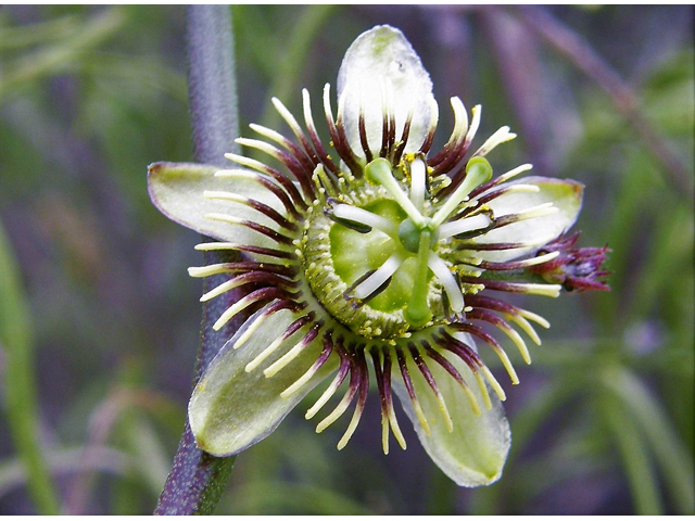 Passiflora tenuiloba (Birdwing passionflower) #80264