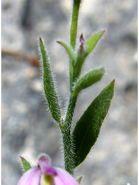 Polygala lindheimeri var. parvifolia (Shrubby milkwort) #80276