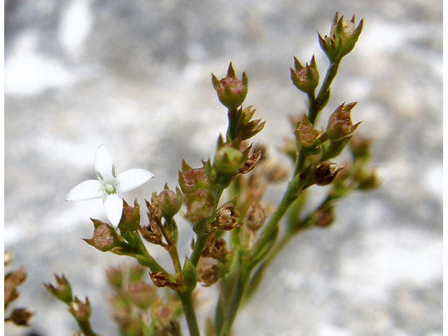 Stenaria rupicola (Smallflower starviolet) #80321