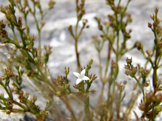 Stenaria rupicola (Smallflower starviolet) #80322