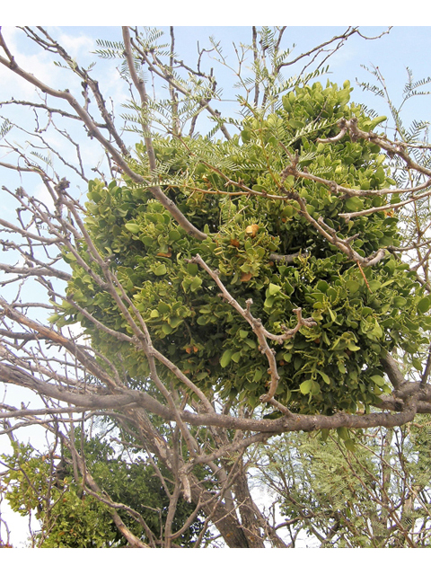 Phoradendron macrophyllum ssp. macrophyllum (Colorado desert mistletoe) #80330