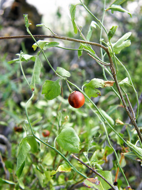 Solanum triquetrum (Texas nightshade) #80345